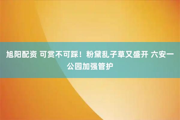 旭阳配资 可赏不可踩！粉黛乱子草又盛开 六安一公园加强管护